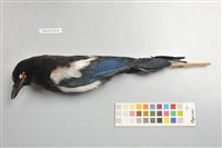 藏品(喜鵲)的圖片